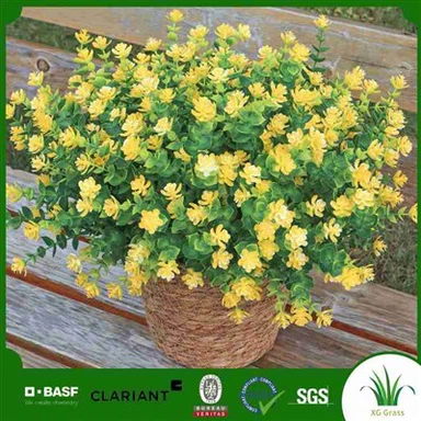 צמח אגבה פו