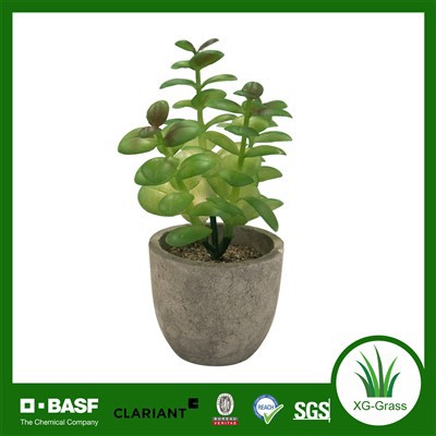 אדניות בשרניות ייחודיות של Xingu להאיר את עיצוב הבית שלך