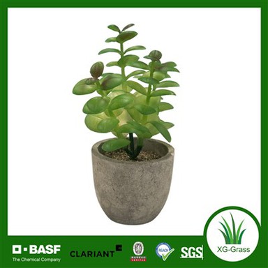 אדניות בשרניות ייחודיות של Xingu להאיר את עיצוב הבית שלך