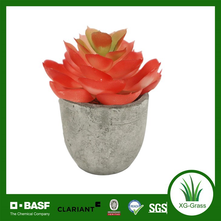 רוזטה אדומה סוקולנט בסיר